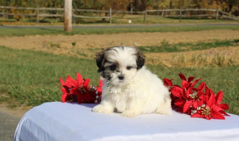 puppy, for, sale, Mal - Shi, Matthew B. Stoltzfus, dog, breeder, Gap, PA, dog-breeder, puppy-for-sale, forsale, nearby, find, puppyfind, locator, puppylocator, aca